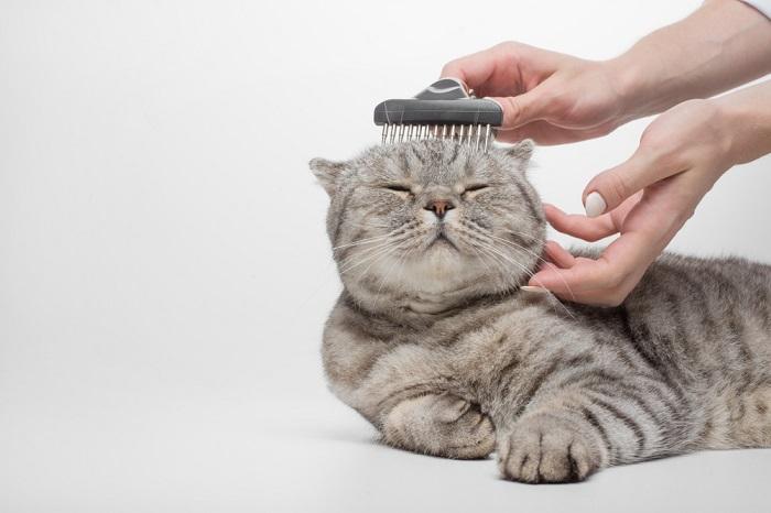 Un gatto scozzese con un mantello dal motivo caratteristico, curato meticolosamente.