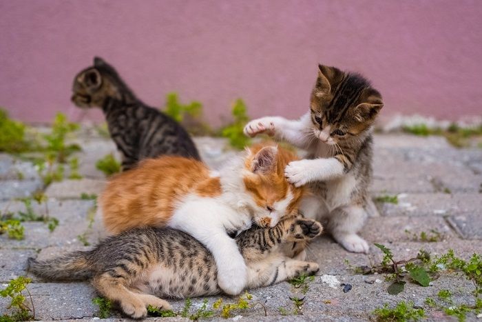 Un gruppo di quattro piccoli gattini stanno giocando in strada