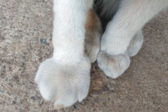 Come curare un gatto con la zampa gonfia