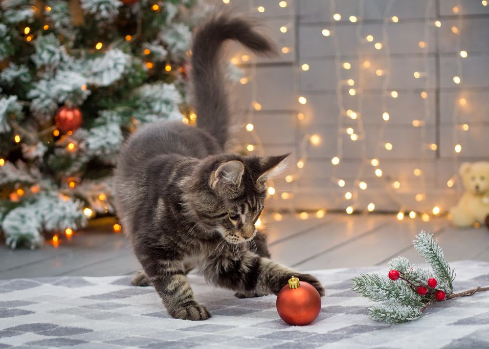 Gattino Maine Coon che colpisce un ornamento natalizio davanti all'albero di Natale