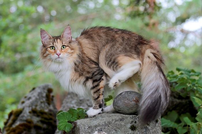 Gatto delle foreste norvegesi