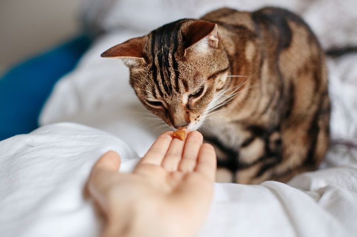 Un'immagine che ritrae il proprietario di un animale domestico impegnato nell'atto di nutrire il suo gatto