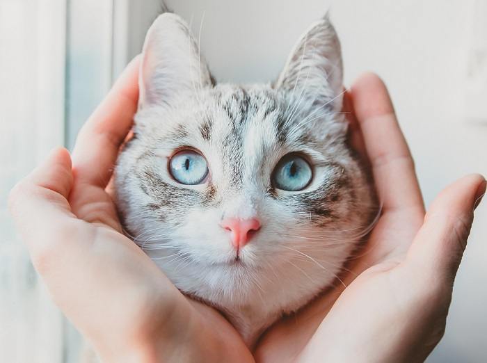 Grazioso gatto siamese appoggiato sul palmo della mano di una donna