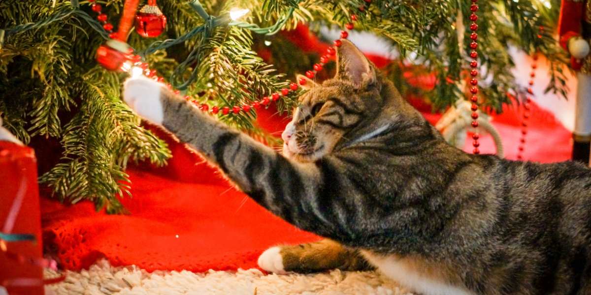 Gatto soriano che suona una campanella appesa sotto l'albero di Natale