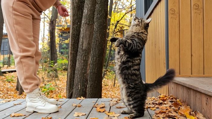 La donna gioca con il gatto soriano nel cortile