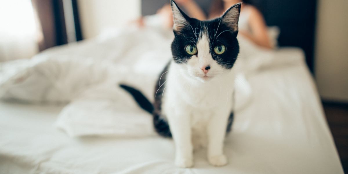 gatto che guarda la telecamera