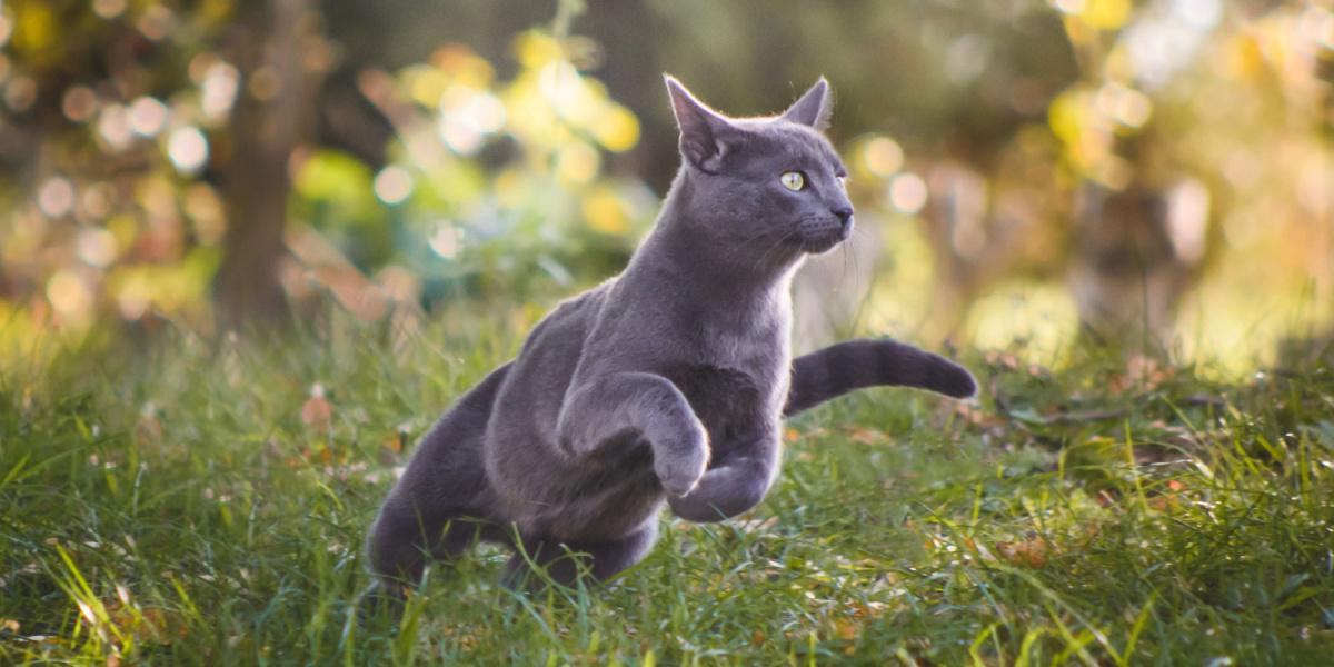 Un gatto russo blu che corre energicamente.