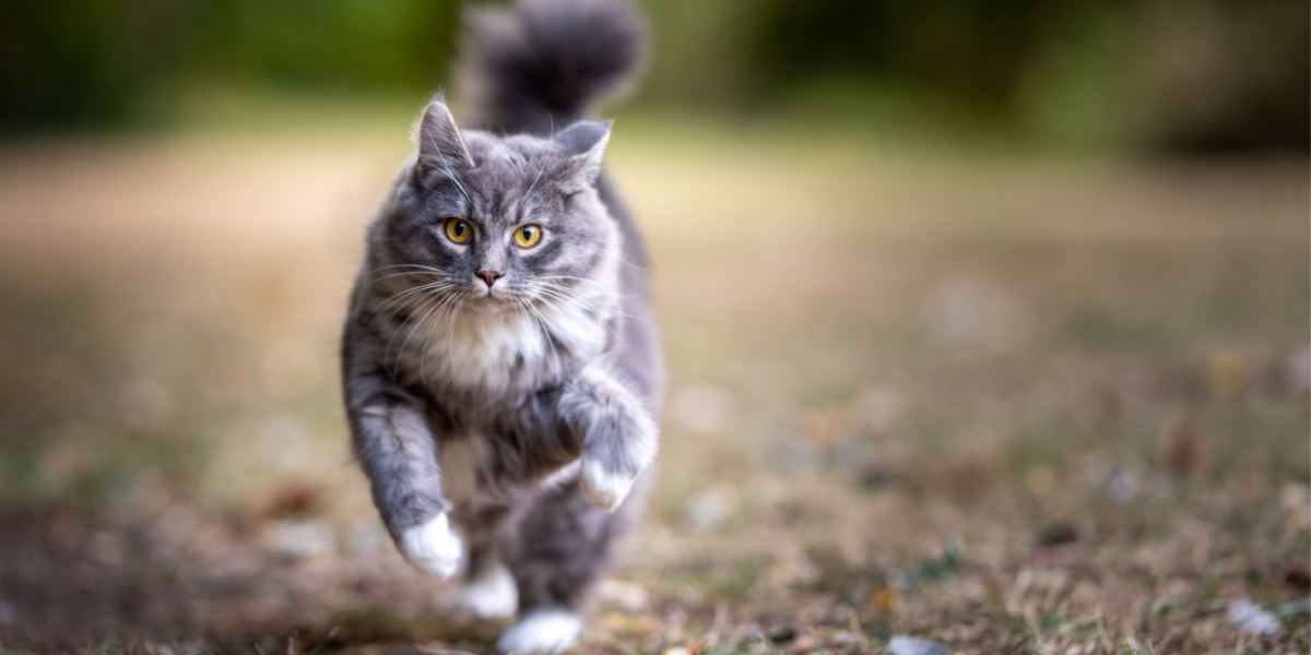 Un'immagine che cattura l'energia e l'entusiasmo di un gatto soriano blu in movimento