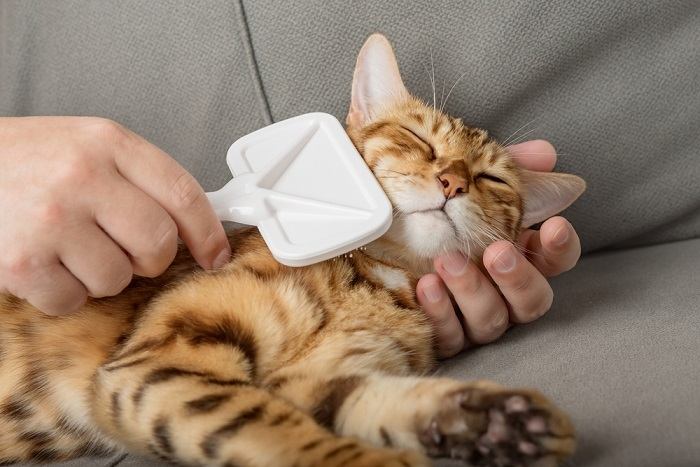 Una persona che spazzola delicatamente il pelo di un gatto soddisfatto.