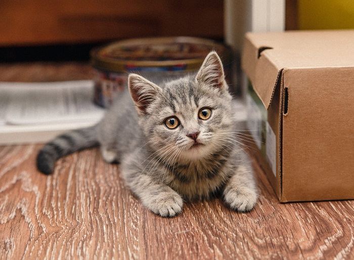 Gatto energico che muove la coda.