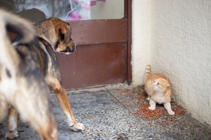 Un'immagine accattivante che cattura la compagnia tra un gatto e un cane.