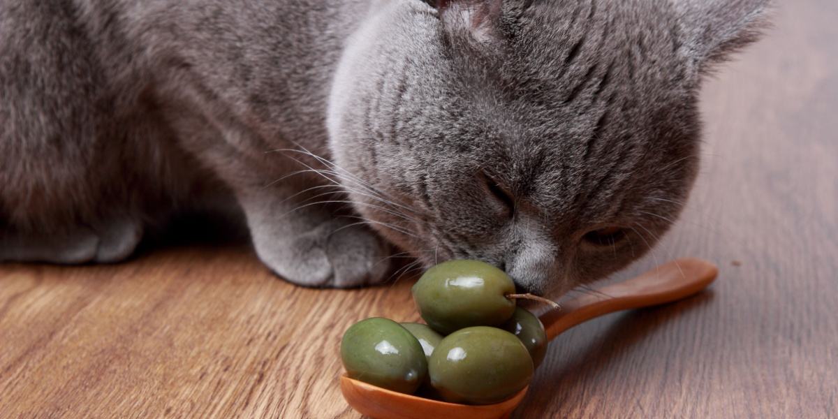 gatto che annusa le olive nel cucchiaio