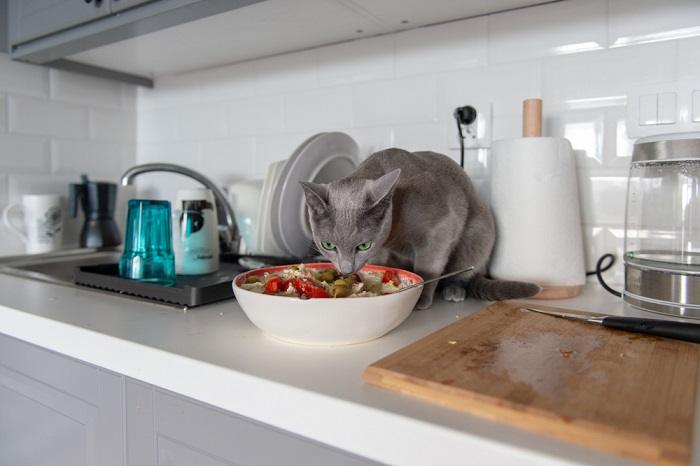 gatto che mangia olive nell'insalata