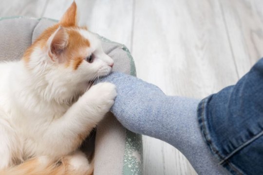 Perché il mio gatto mi morde i piedi?