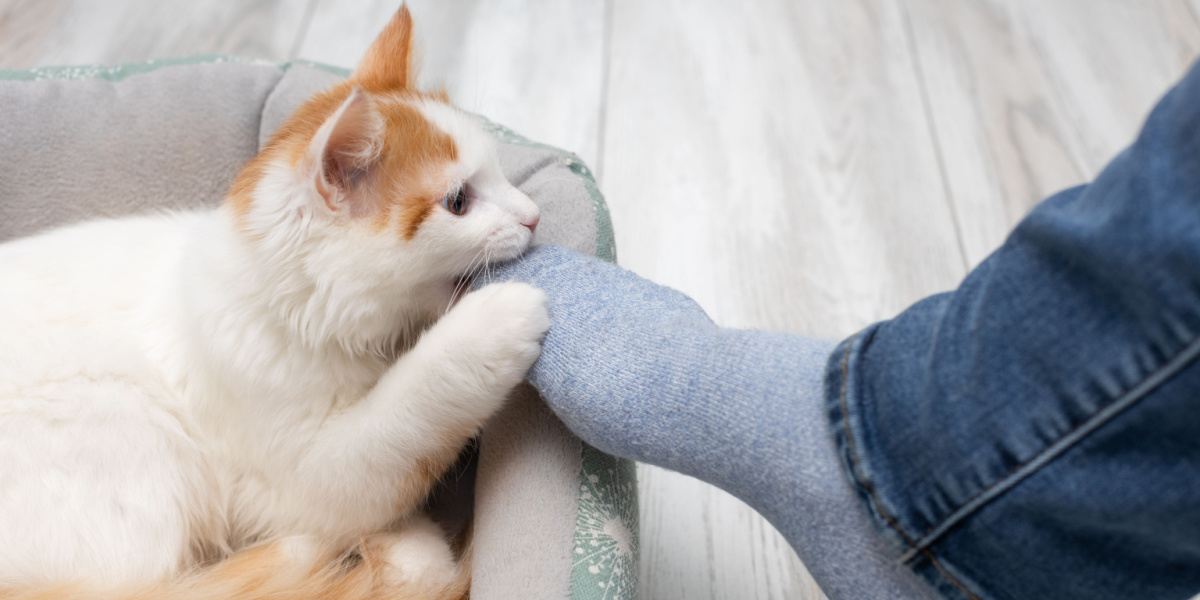 Gatto che morde i piedi in modo giocoso.