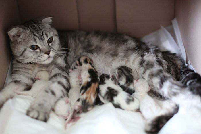 Una gatta allatta i suoi gattini, evidenziando le cure materne e il comportamento educativo delle madri feline.