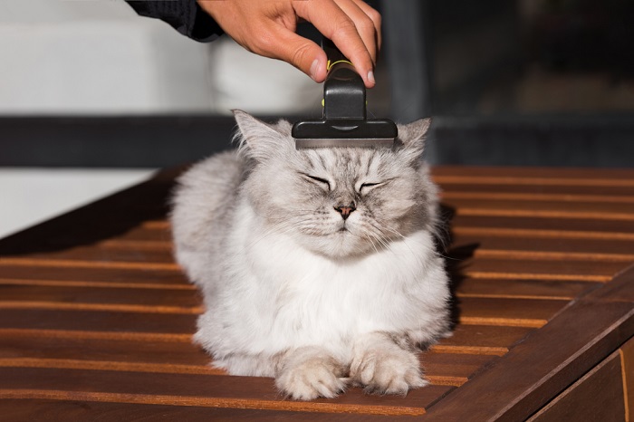 Un adorabile gatto dalla soffice pelliccia bianca e marrone che viene delicatamente spazzolato da una persona.