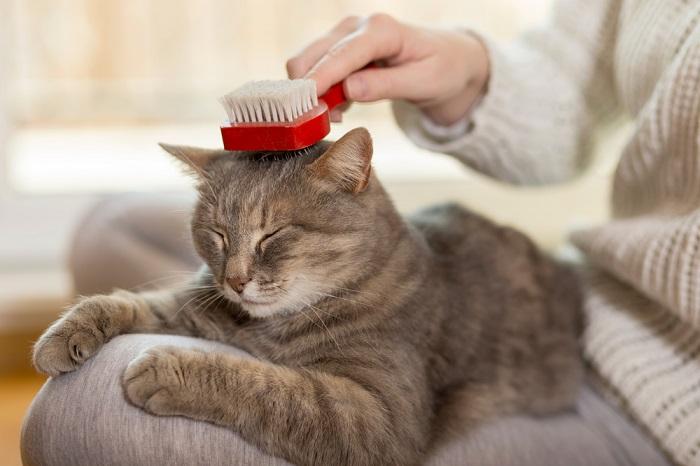 Un'immagine ravvicinata di un sereno gatto grigio accarezzato da una mano umana.