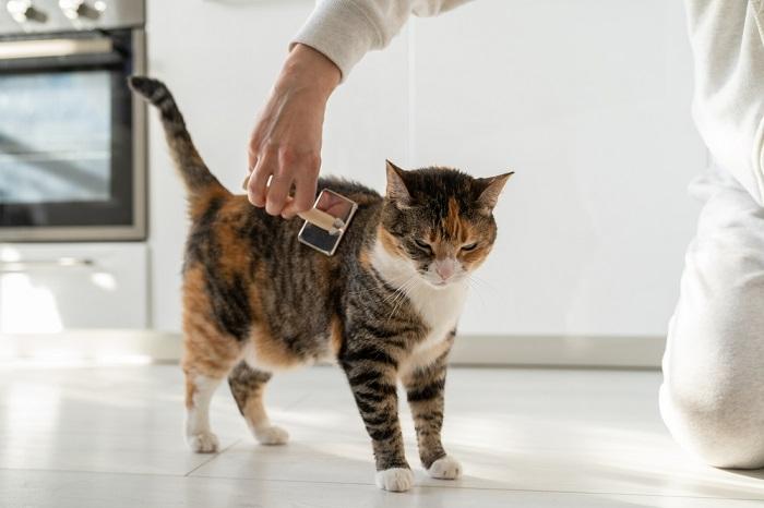 Un momento affettuoso catturato nell'immagine, in cui una persona accarezza delicatamente la pelliccia di un soffice gatto soriano arancione.