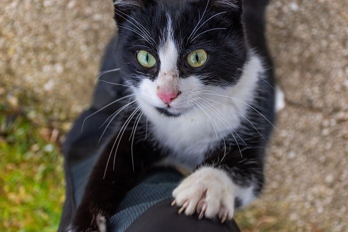 gatto che guarda il proprietario