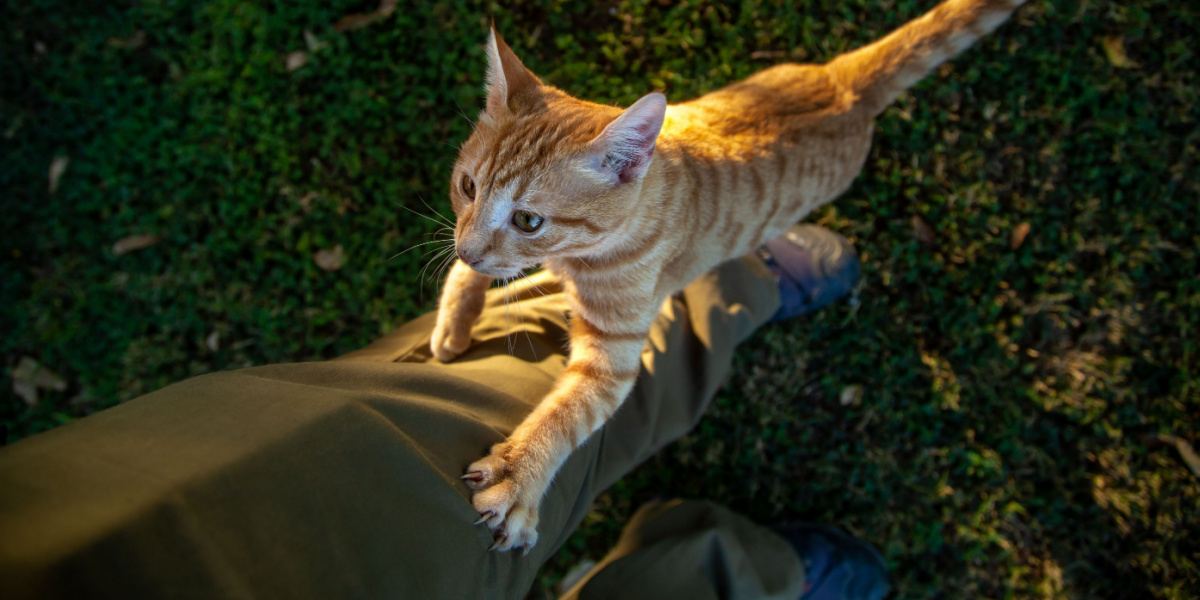 Gatto che si arrampica come un albero