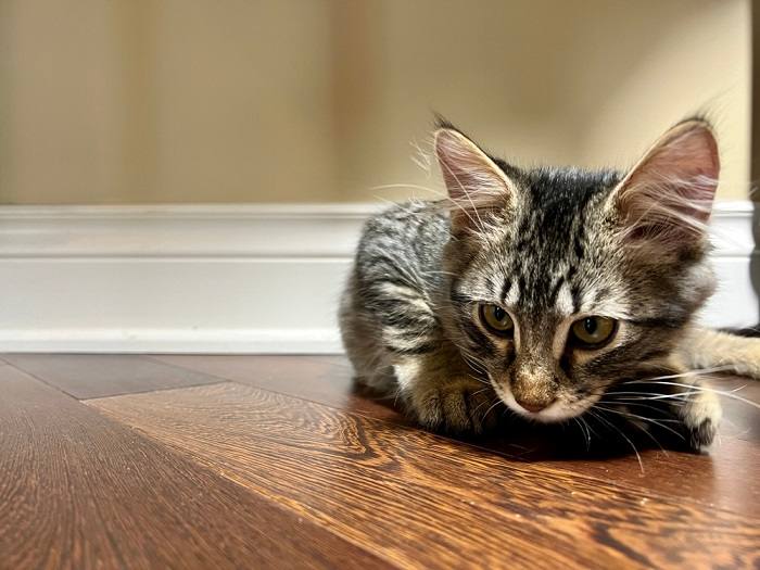 Gatto attento con un solo orecchio alzato, che mostra curiosità. L'immagine cattura la postura attenta del felino e il suo vivo interesse.