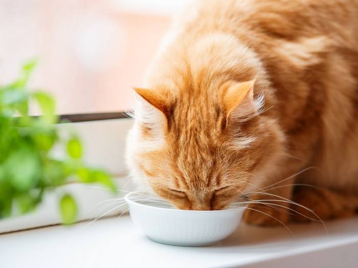 Un gatto che mangia, a sottolineare l'importanza di fornire un'alimentazione adeguata per la salute e il benessere dei felini.