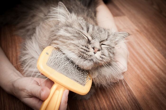 gatto grigio impegnato in una sessione di toelettatura.