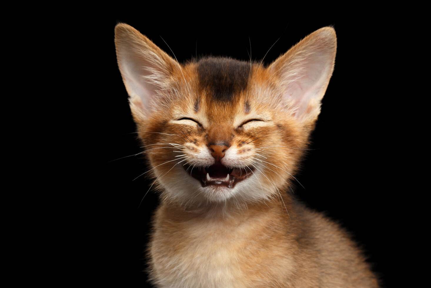 Gatto abissino sorridente