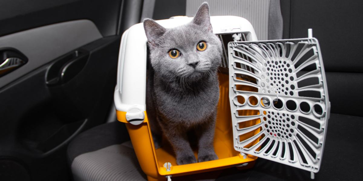 Un gatto nel trasportino, un metodo comune per trasportare in sicurezza i propri compagni felini durante i viaggi o le visite veterinarie.