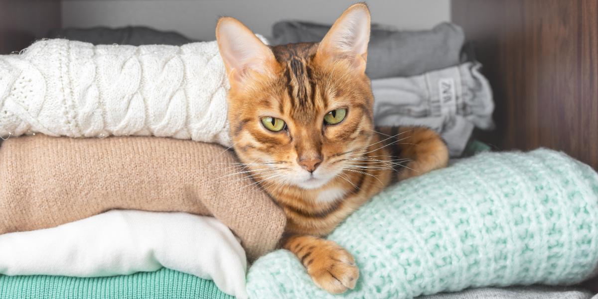 Un'immagine che mostra un gatto comodamente accoccolato in un armadio. La scena cattura la scelta accogliente del gatto di nascondersi, sottolineando la sua tendenza a cercare angoli comodi e sicuri per rilassarsi.