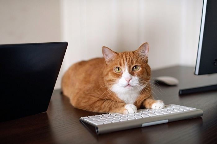 La curiosità felina si manifesta mentre un gatto occupa con sicurezza un gruppo di tastiere di computer.