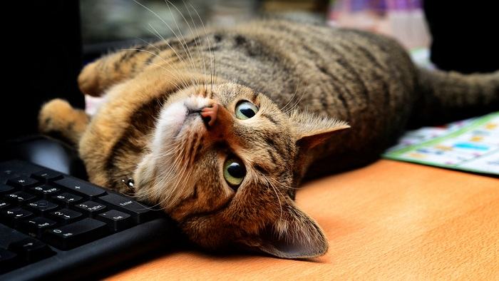 Un gatto giocoso immerso in una giungla di tastiere di computer, che sottolinea ulteriormente la sua affinità per i luoghi di riposo non convenzionali.