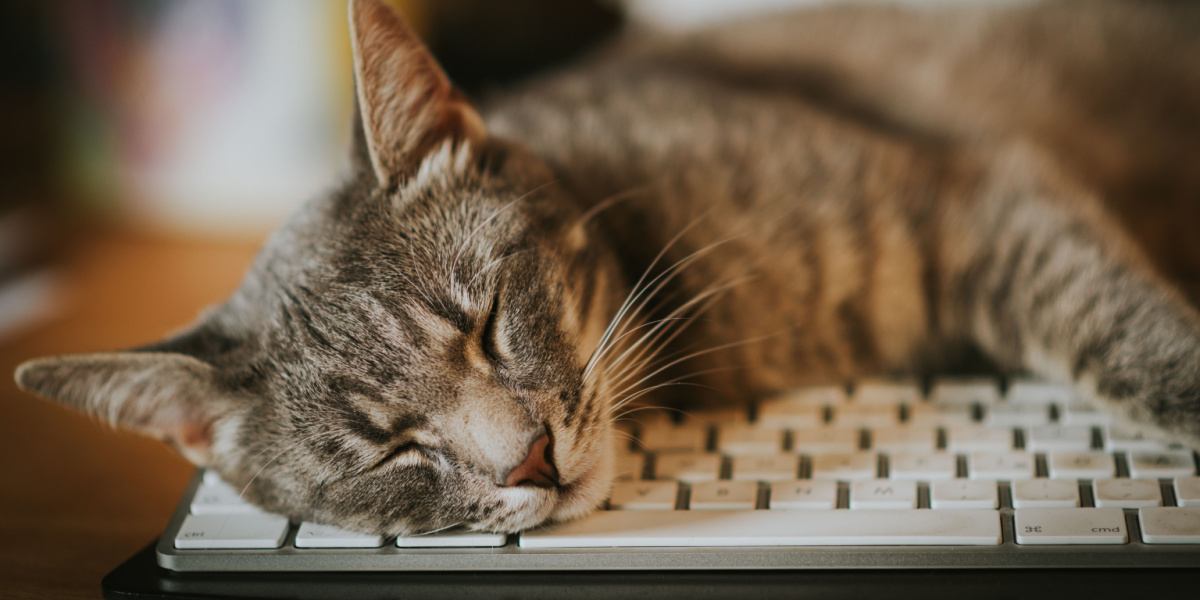 Divertente scena con un gatto dispettoso nascosto tra le tastiere dei computer.