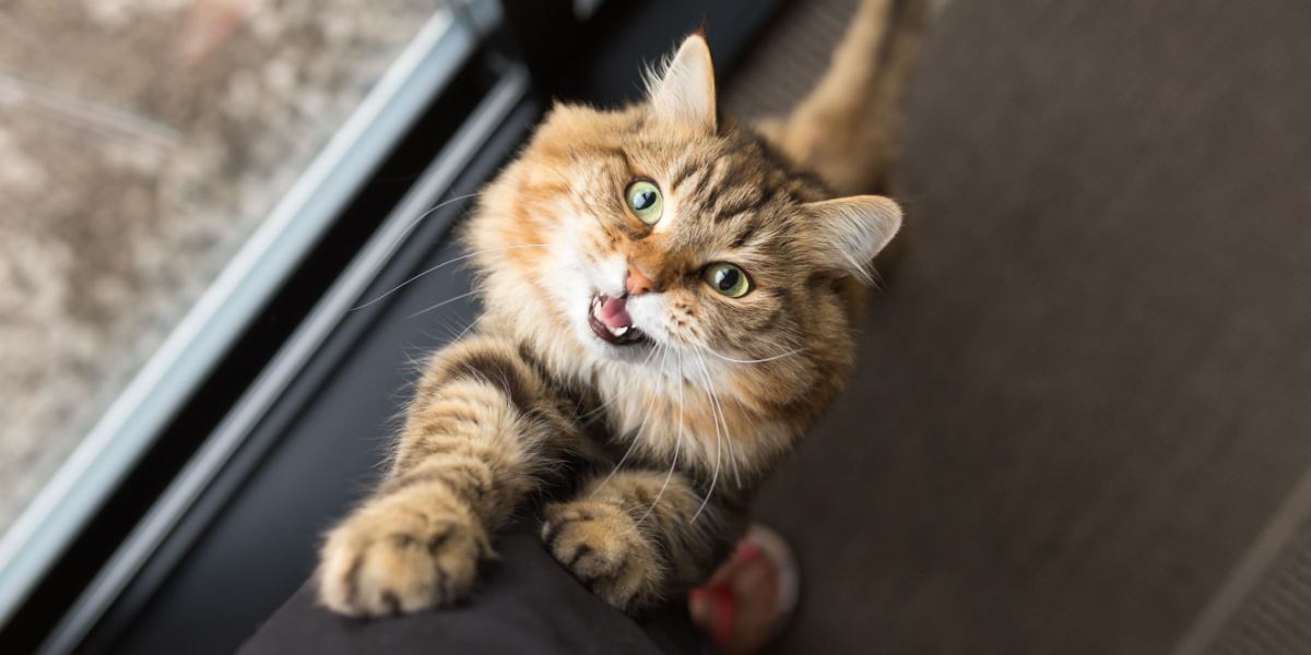 L'immagine ritrae un gatto comodamente seduto tra le gambe di una persona, mostrando un momento intimo e confortevole di compagnia tra un felino e un essere umano.