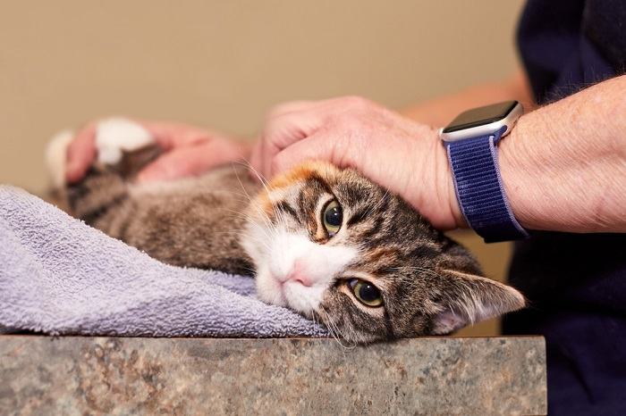 veterinario che controlla il gatto