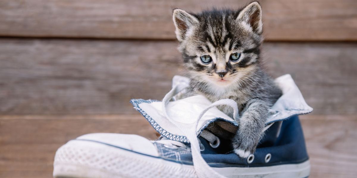 Divertente immagine di un gatto che esplora con curiosità un paio di scarpe.