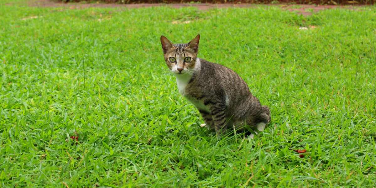 Un'immagine che raffigura un gatto che urina in un giardino.