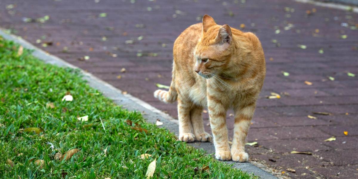 Gatto che esplora o vaga in uno spazio