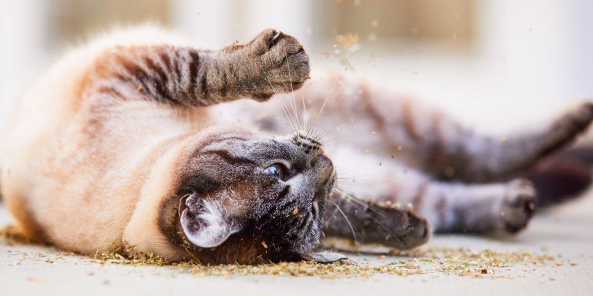 Gatto giocoso che si rotola felicemente in un mucchio di erba gatta.