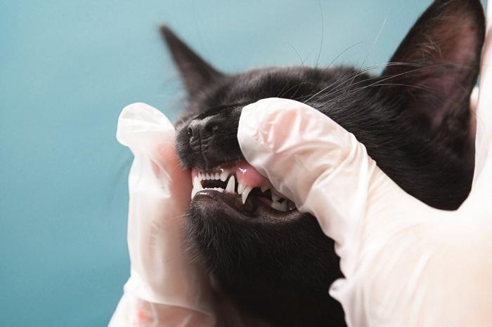 Una visione ravvicinata della bocca aperta di un gatto, che mostra i suoi denti affilati e puliti.