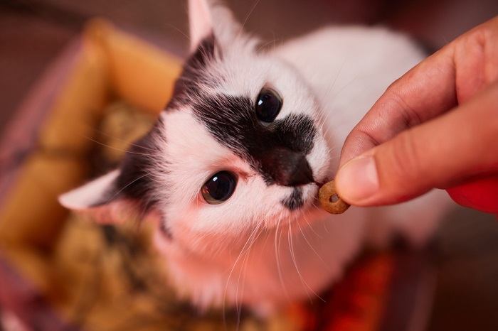 Snack per gatti: una ricompensa speciale per i felini, come parte della loro dieta e del loro addestramento.