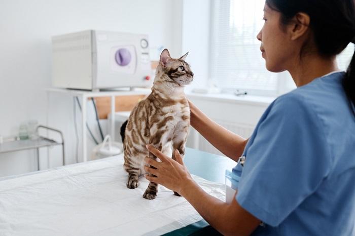 Un'immagine che raffigura un gatto sottoposto a un controllo veterinario. La scena evidenzia la cura responsabile degli animali domestici, sottolineando l'importanza di regolari esami sanitari per garantire il benessere del gatto e affrontare eventuali potenziali problemi di salute.