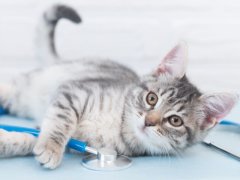 A cat during a veterinary examination, emphasizing the importance of regular check-ups and healthcare for feline companions.