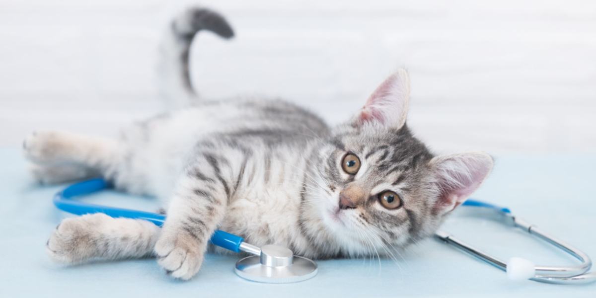 Un gatto durante una visita veterinaria, che sottolinea l'importanza di controlli regolari e di cure mediche per i nostri amici felini.