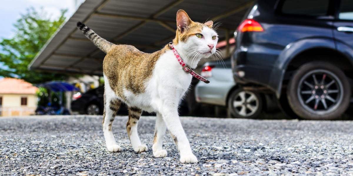 gatto che cammina vicino alle auto