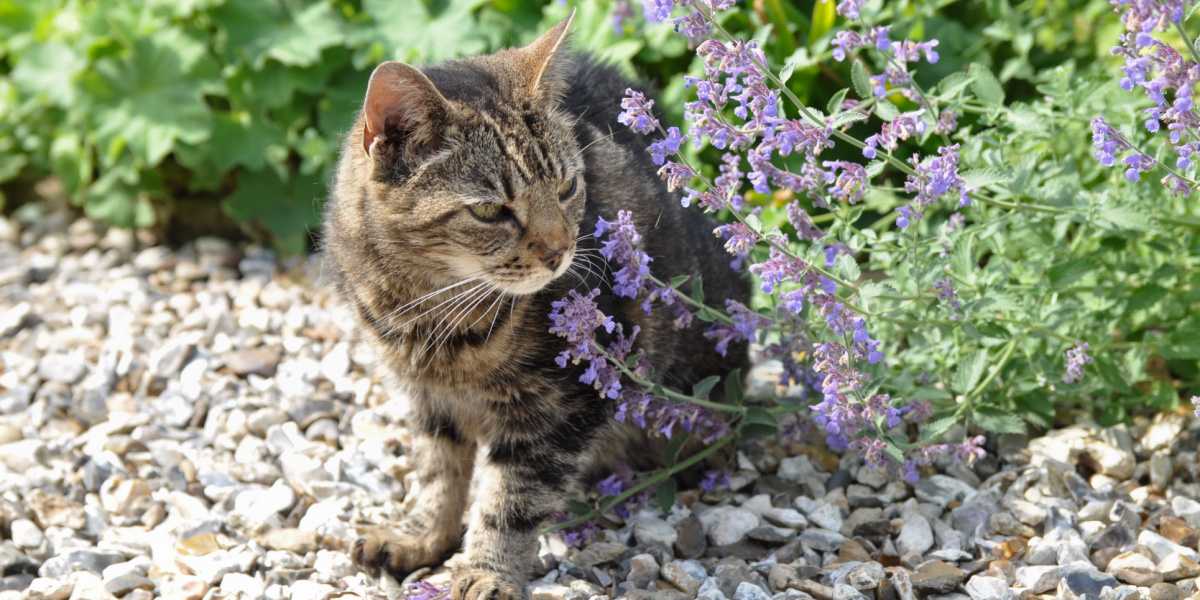 gatto in piedi vicino alla pianta di erba gatta