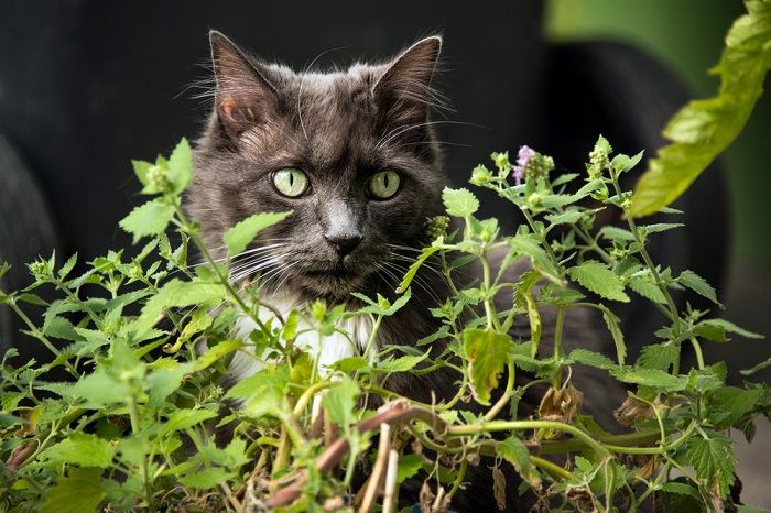 Primo piano di un gatto che mangia erba gatta.