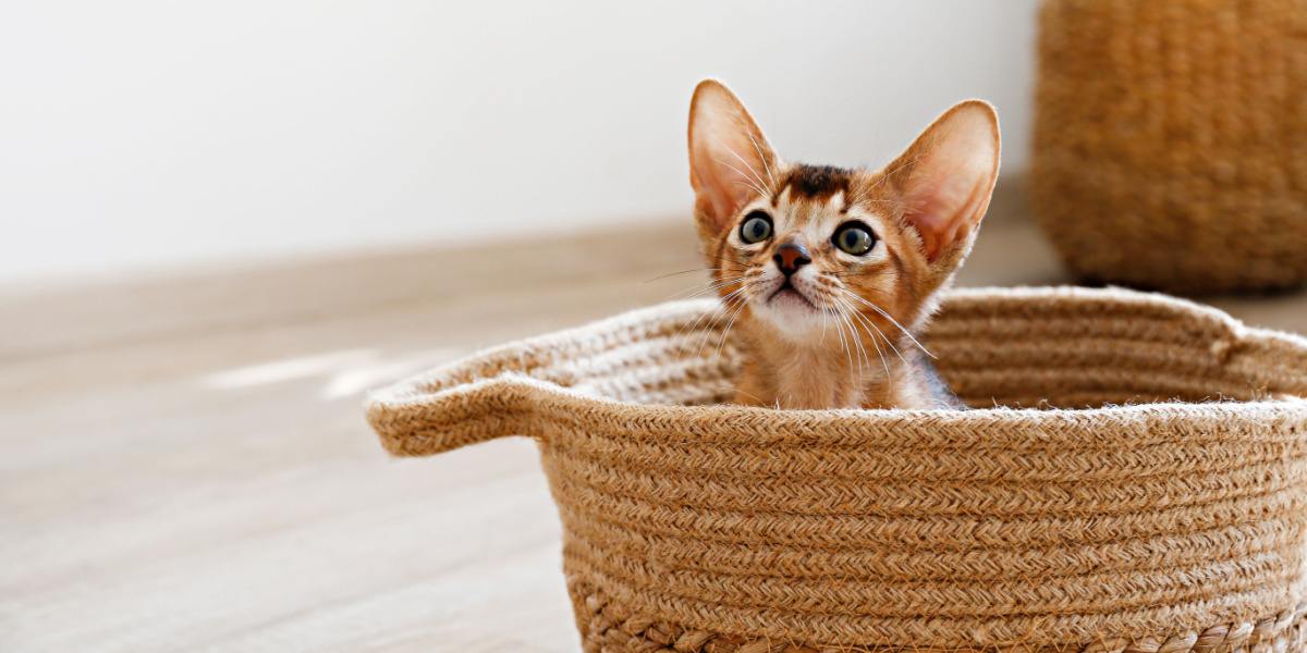 Grazioso gattino abissino dall'espressione giocosa.