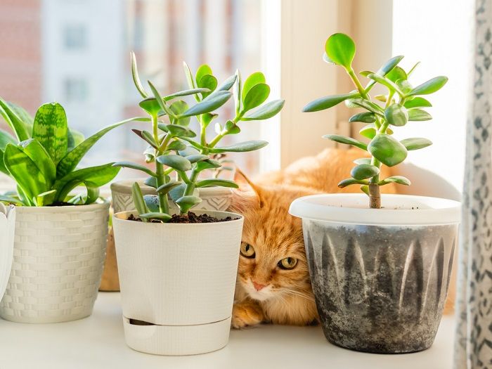 gatto rosso nascosto sulla finestra